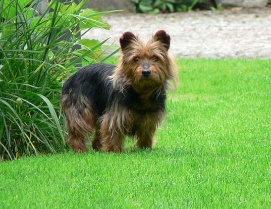 Picture of a australian terrier