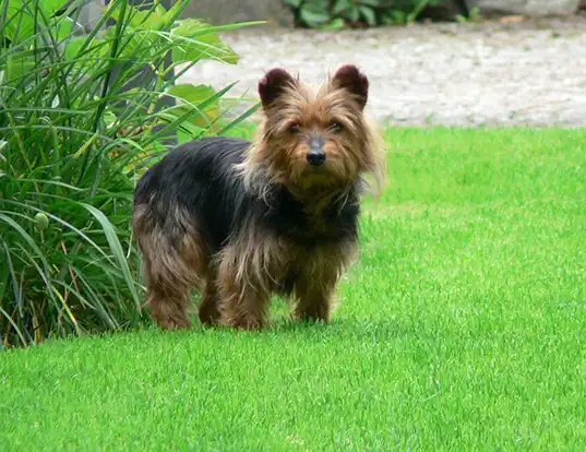 Picture of a australian terrier