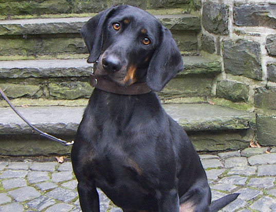 Picture of a austrian black and tan hound