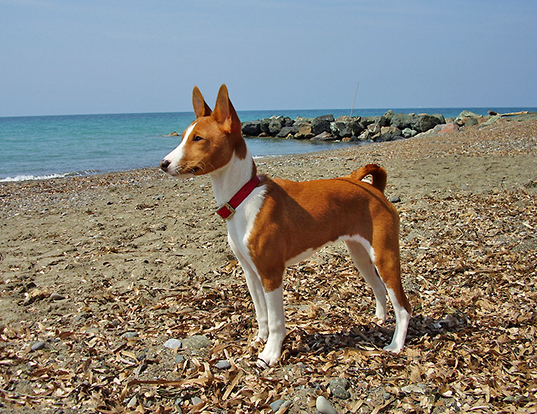 Picture of a basenji