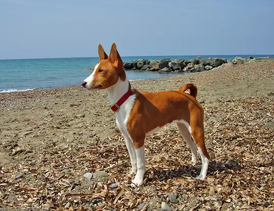 Picture of a basenji