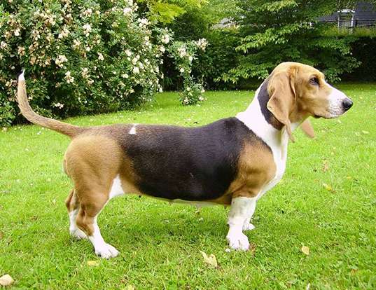 Picture of a basset artesien normand