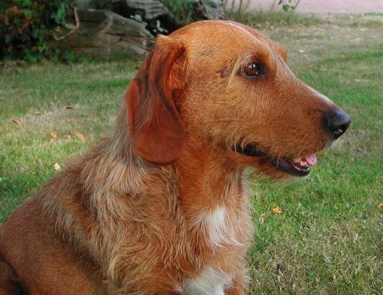 Picture of a basset fauve de bretagne