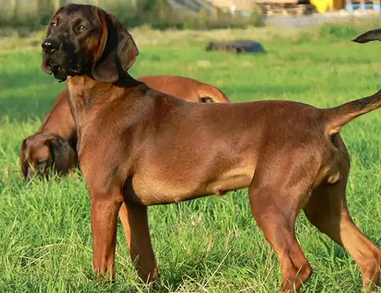 Picture of a bavarian mountain hound