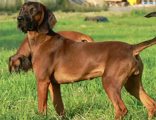 Bavarian mountain shop scent dog