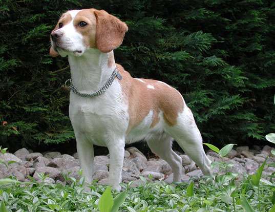 Picture of a beagle