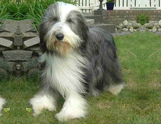 Picture of a bearded collie