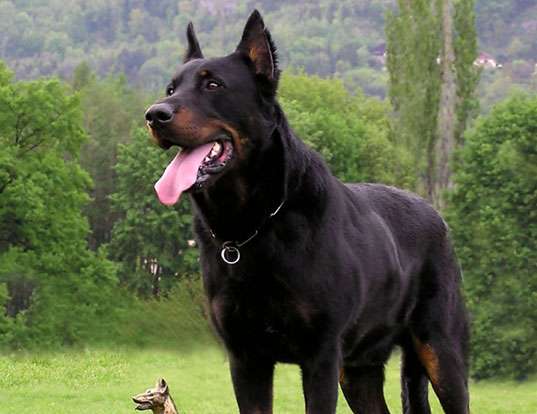 Picture of a beauceron