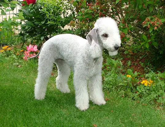 Picture of a bedlington terrier