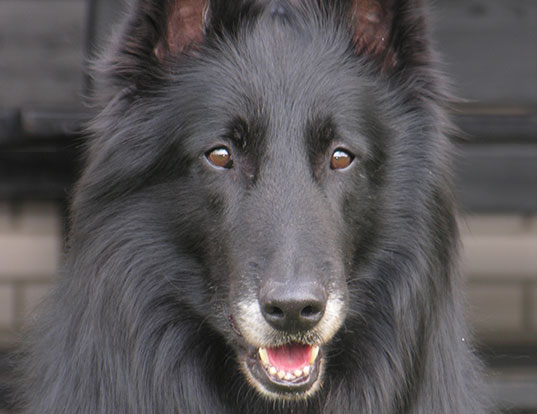 Picture of a belgian sheepdog