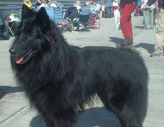 Picture of a belgian shepherd dog