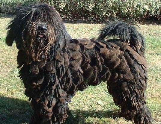Picture of a bergamasco