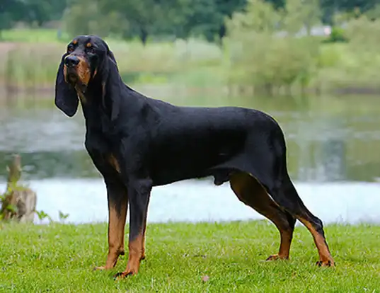 Picture of a black and tan coonhound