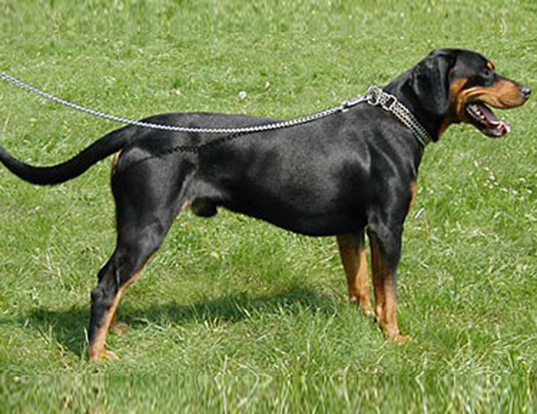 Picture of a black forest hound (slovakian hound)