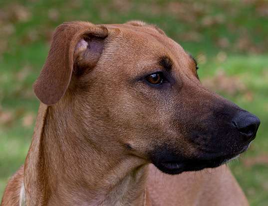 Picture of a black mouth cur