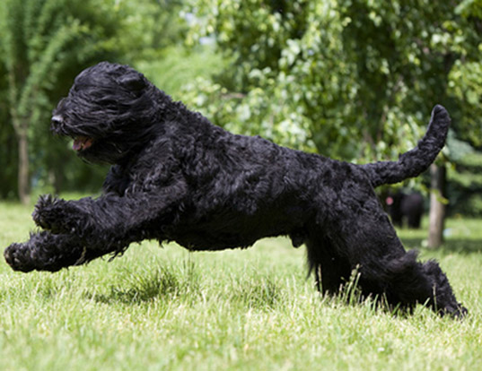 Picture of a black russian terrier