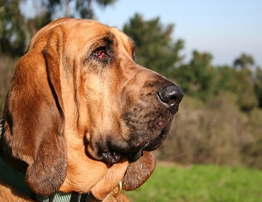 Picture of a bloodhound
