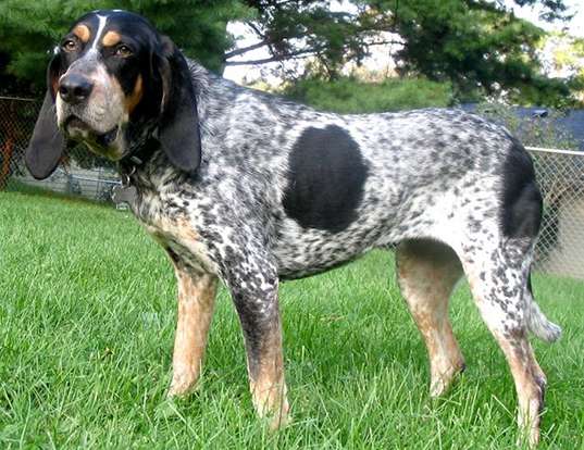 Picture of a bluetick coonhound