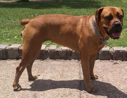 Picture of a boerboel