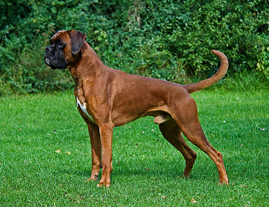 Picture of a boxer