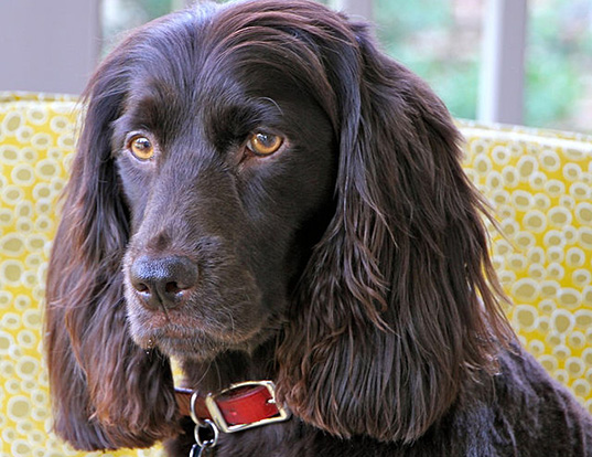 Picture of a boykin spaniel