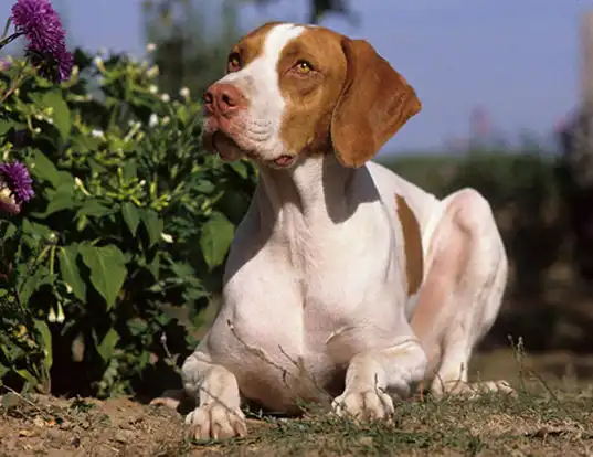 Saint germain pointer hotsell