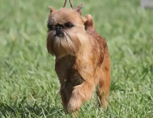 Picture of a brussels griffon