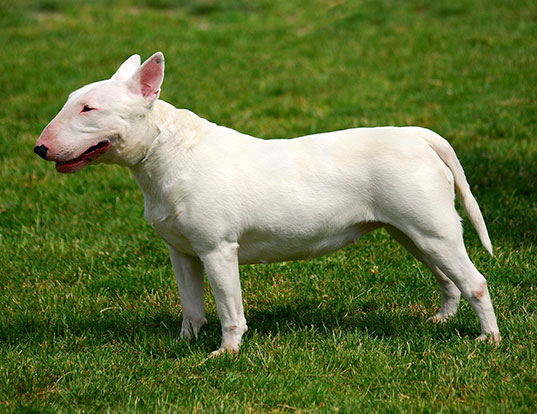 Picture of a bull terrier