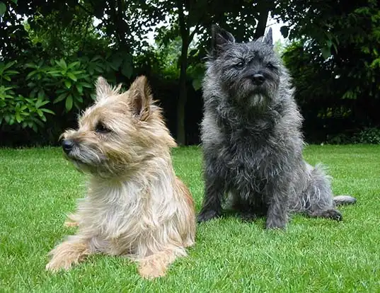 Picture of a cairn terrier