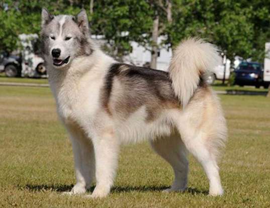 Picture of a canadian eskimo dog