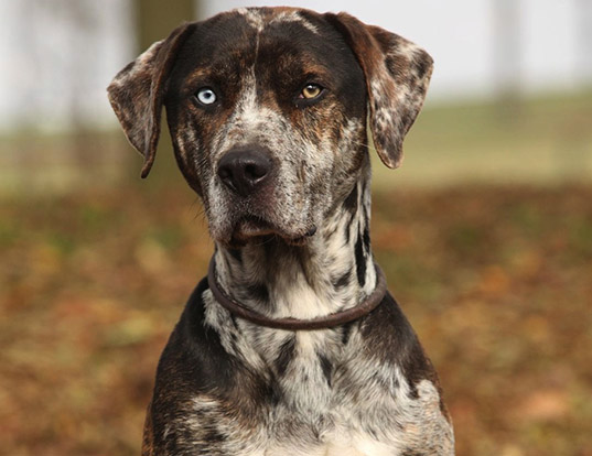 Picture of a catahoula leopard dog