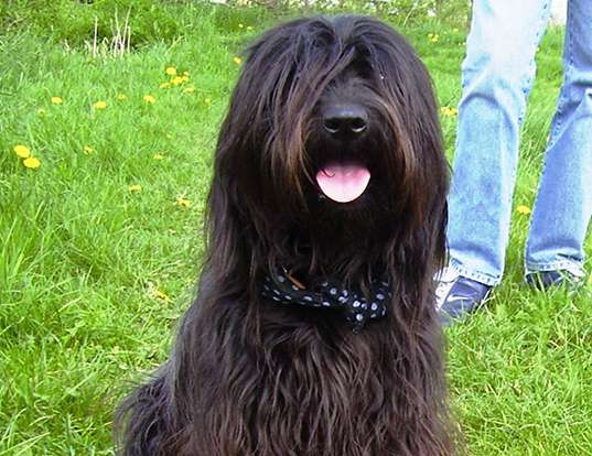Picture of a catalonian sheepdog