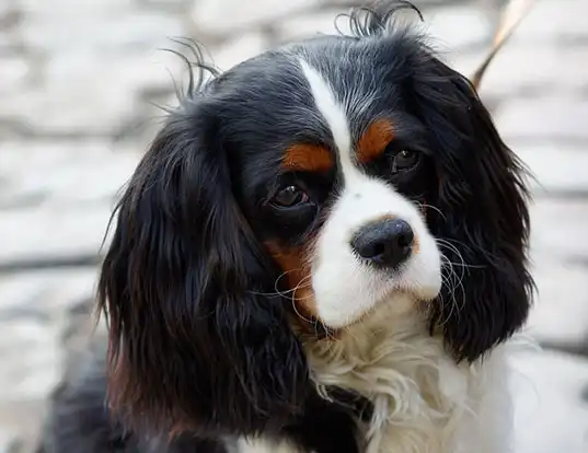 Picture of a cavalier king charles spaniel