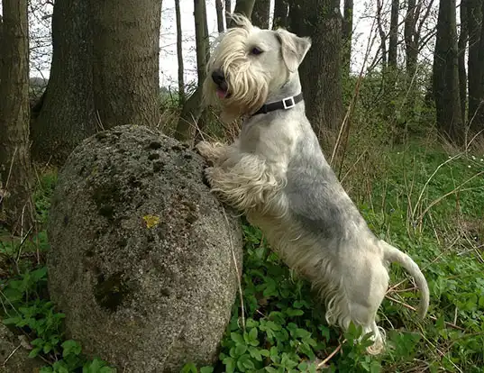 Picture of a cesky terrier