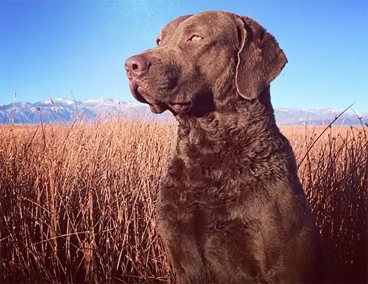 Picture of a chesapeake bay retriever