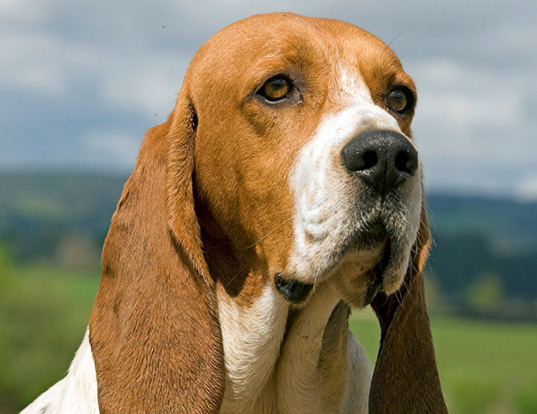 Picture of a chien d'artois