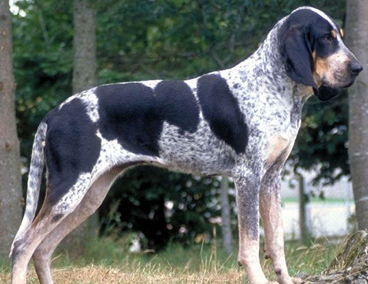 Picture of a chien francais blanc et noir