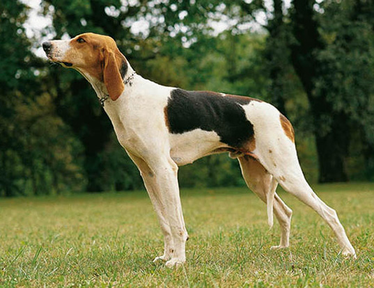 Picture of a chien francais tricolore