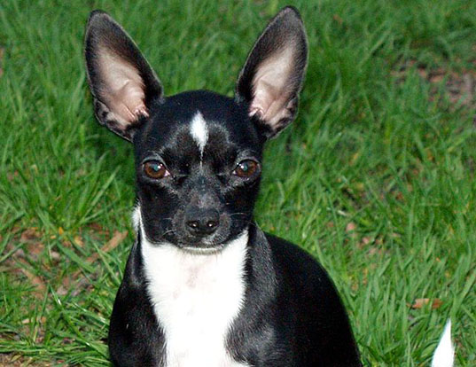 Picture of a chihuahua