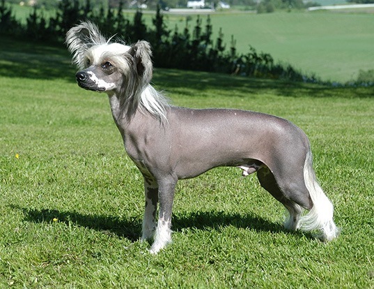 Picture of a chinese crested