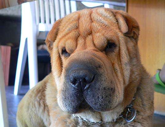 Picture of a chinese shar-pei