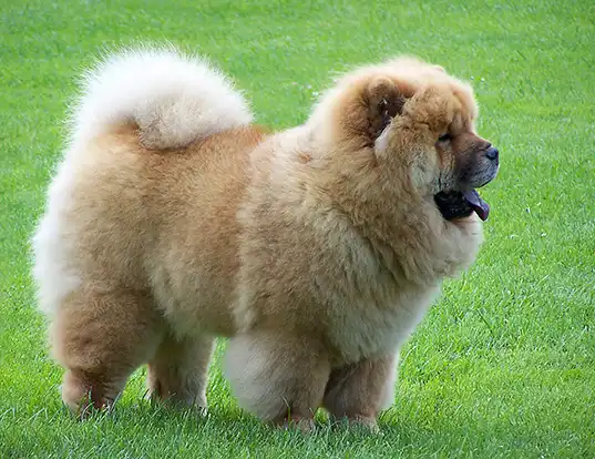 Picture of a chow chow