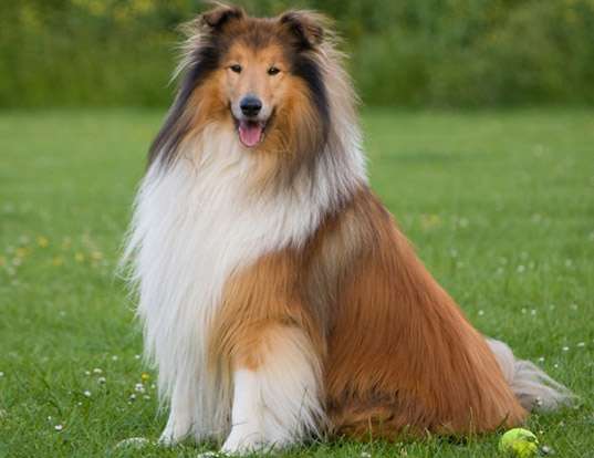 Picture of a collie (rough)
