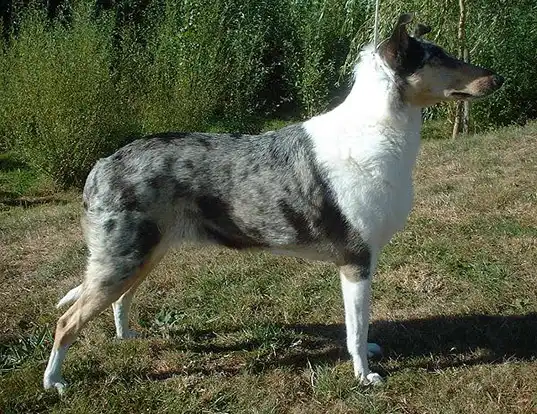 Picture of a collie (smooth)