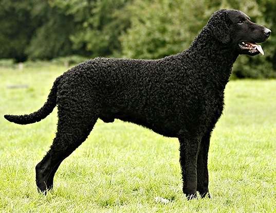 Picture of a curly-coated retriever