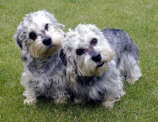 Picture of a dandie dinmont terrier
