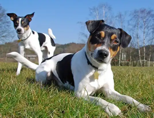 Picture of a danish-swedish farmdog