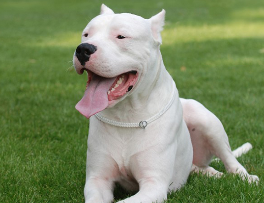 Picture of a dogo argentino