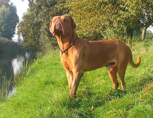 Picture of a dogue de bordeaux