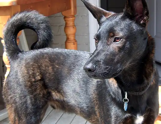 Picture of a dutch shepherd